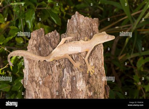 Lined Leaf Tailed Geckos Uroplatus Lineatus Madagascar Stock Photo