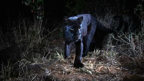 Rare Black Leopard Captured In Kenya Camera Trap Photos World News