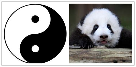 Facts About Pandas Habitat