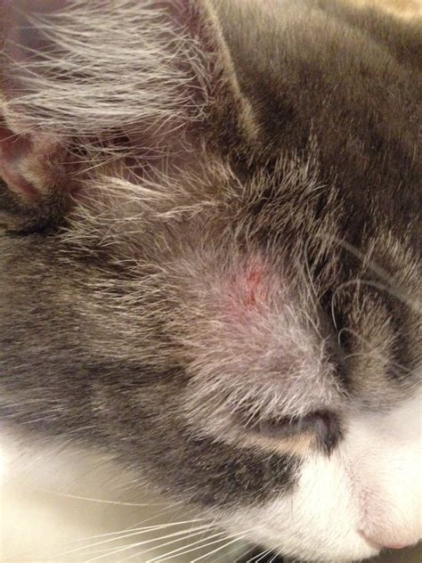 Cat Has Sores On Belly Toxoplasmosis Images And Photos Finder