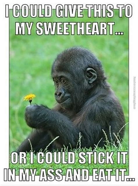 45 Very Funny Monkey Meme Images S Photos And Pictures Picsmine