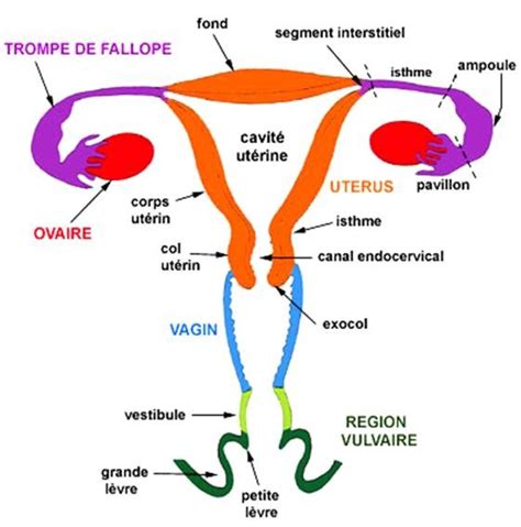 Utérus Vlc Research Ophys