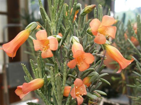 Kalanchoe Tubiflora Blooms Cacti And Succulents Beautiful Flowers