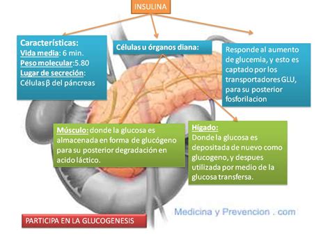 FISIOLOGIA MEDICA Mapa Conceptual De Insulina Y Glucagon
