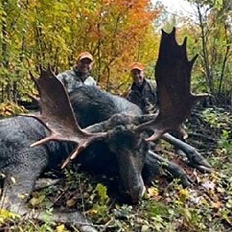 Moose Hunting In Maine With An Experience Guide