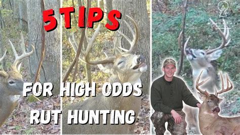 5 Quick Tips For High Odds Whitetail Rut Hunting Youtube