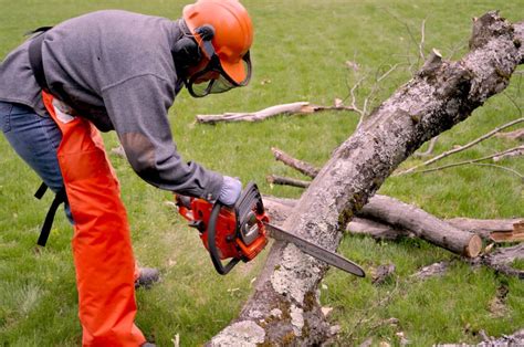 Emergency Tree Removal Near Me - Palm Beach County Tree Trimming and