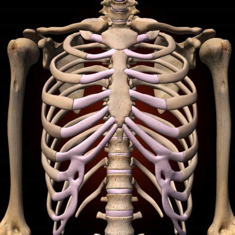 Anatomy Of Rib Cage Rib Cage Diagram With Organs Human Anatomy Body