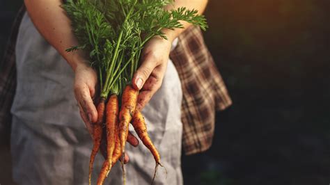 Heres How To Know When Your Carrots Are Ready To Harvest