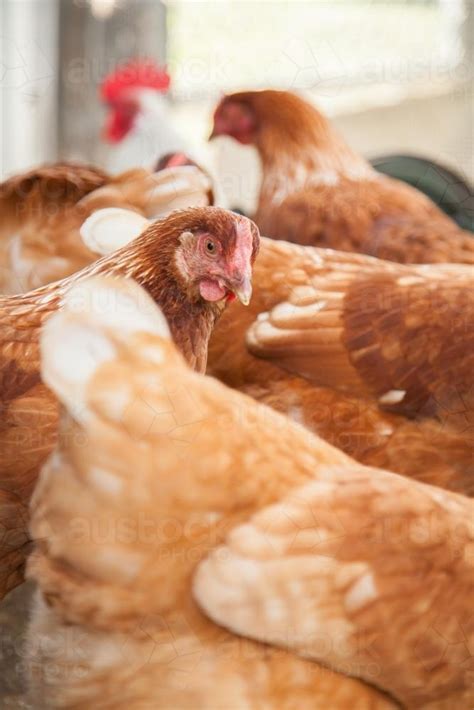 Image Of Group Of Isa Brown Laying Hens Austockphoto