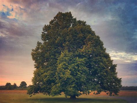Solo Tree At Daybreak In Western Massachusetts Beth Flickr
