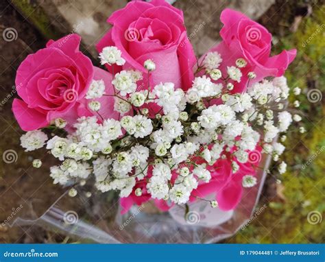 Pink Roses And Baby Breath Stock Image Image Of Lifestyle 179044481