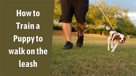 How To Train A Puppy To Walk On The Leash 5 Important Things You Have