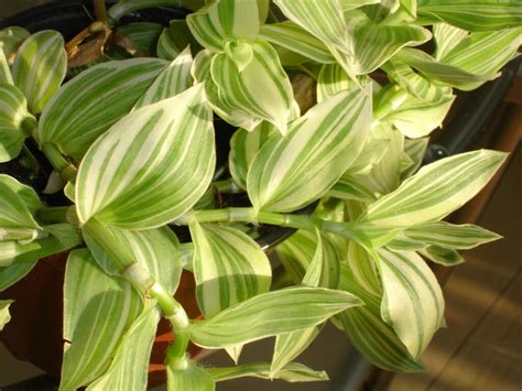 Maybe you would like to learn more about one of these? 9 TYPES OF WANDERING JEW PLANTS (TRADESCANTIA) - SPECIES ...
