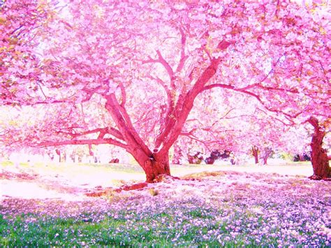 Cherry Blossoms By Loverlyness On Deviantart