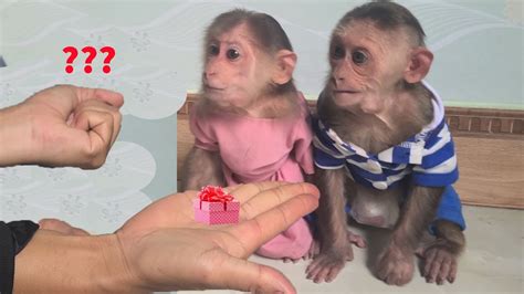 Mom Trains Monkey Mimi Kuku To Become The Smartest Monkeys On Youtube
