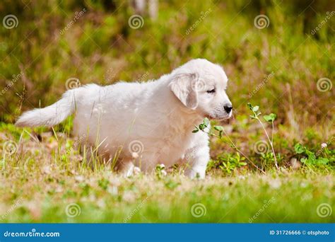 Golden Retriever Puppy Outdoors Stock Photo Image Of Animal Breed