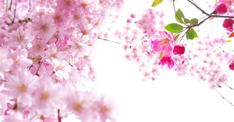 Wallpaper engine enables you to use live wallpapers on your windows desktop. Download Gambar Wallpaper Bunga Sakura