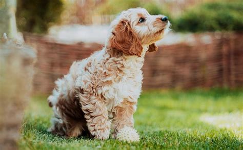 How Do You Determine The Weight Of A Cockapoo Essential Tips