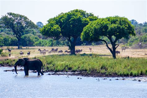 Guide To Game Driving In Kruger National Park South Africa