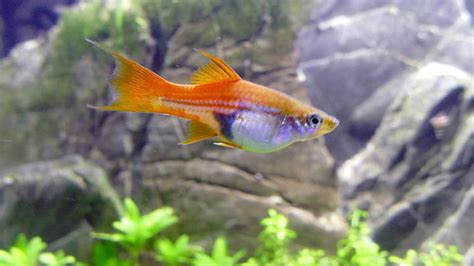 23 High Solution Swordtail Fish Images With No Water Mark