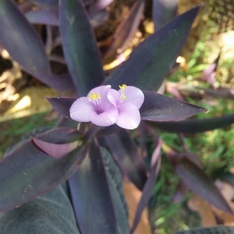 Tradescantia Pallida Purpurea Syn Tradescantia Pallida Purple Heart