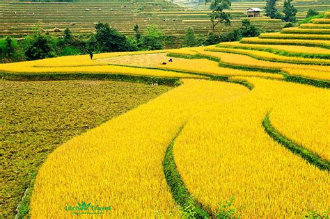 Hình ảnh đẹp Về Cánh đồng Lúa Chín ở Làng Quê Việt Nam Dolatrees Chia