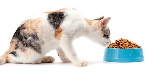 Blue buffalo indoor health dry cat food. Best Cat Food For Indoor Cats - Top Tips And Reviews
