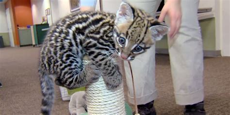 Santos The 9 Week Old Ocelot Kitten Plays With His Toys