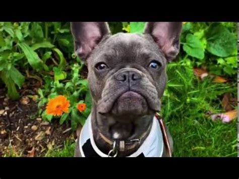 To stop puppies from biting feet walking dog off leash how to get your german shepherd to stop biting training a puppy not to jump on people stop puppy jumping on sofa run away dogs dog training how to stop biting. Naughty French Bulldog | Queenie | Dog Training in London ...