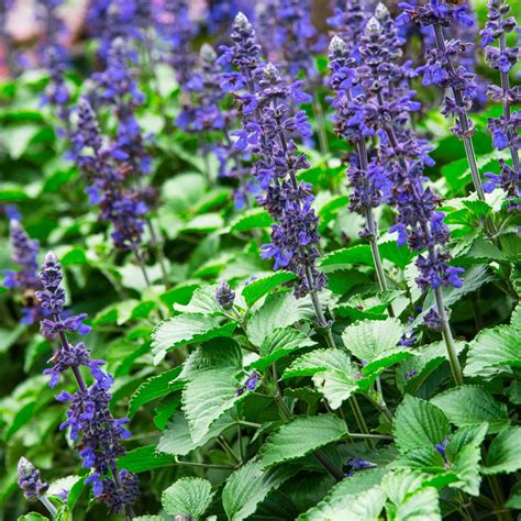 Big Blue Salvia Annual Flower Seeds From Gurney S