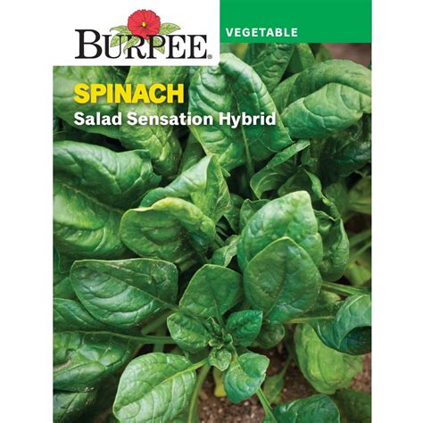 Burpee Salad Sensation Hybrid Spinach Seeds Non Gmo Vegetable