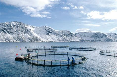 Les conditions affreuses des élevages de saumons en Norvège Je ne m