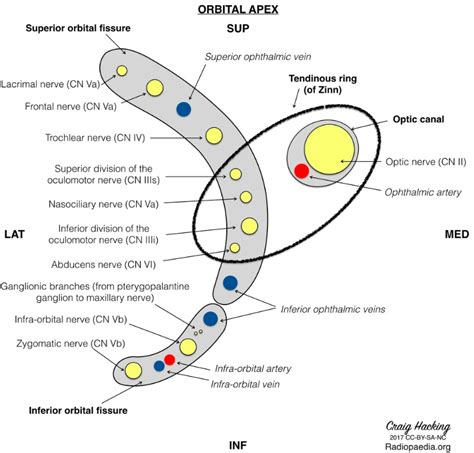 Superior And Inferior Orbital Fissure Radiology Orbit Anatomy