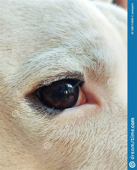 White Dog Eye In Focus Stock Image Image Of Face Forehead 188113905