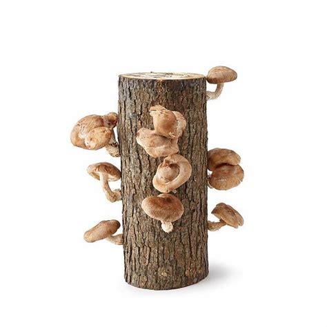 Shiitake Mushroom Log Kit Grow Mushrooms Mushroom Log Kit Uncommon
