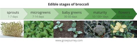 Broccoli Plant Growth Stages