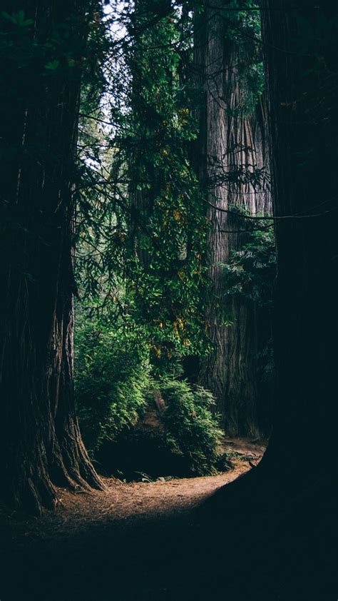 Forest Backgrounds Forest Photography Dark Green Aesthetic Nature