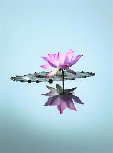 Awesome lotus flowers wallpaper for desktop, table, and mobile. Wallpaper: lotus flower stock image. Image of pretty ...