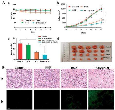 DOX SOF Against The Tumor Model Of BALB C Nude Mice A The Body