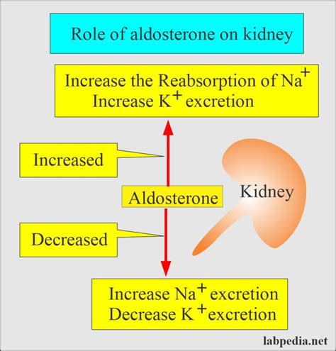 Aldosterone And Renin Angiotensin System