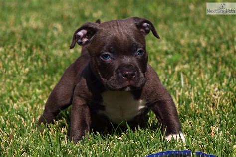 We did not find results for: American Pit Bull Terrier puppy for sale near Inland Empire, California | 6ddff670-16f1
