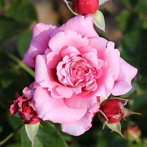 Timeless Pink Bush Rose Squires Roses Squires Garden Centres