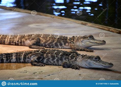 Reptiles Like Alligators And Crocodiles In Usa Stock Photo Image Of