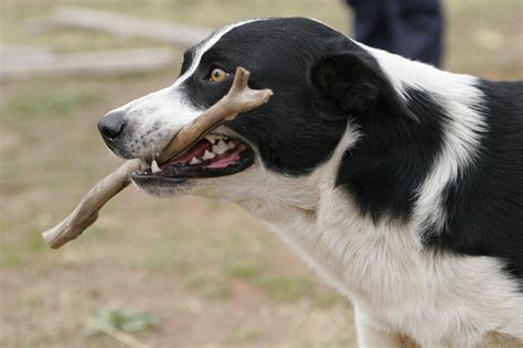 Filedog Retrieving Stick Wikimedia Commons