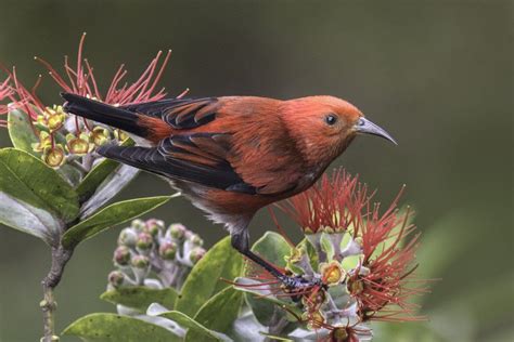 Beautiful Images Of Hawaiis Native Birds Birds Beautiful Birds