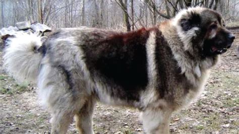 Russian Bear Dog Full Size Kharita Blog