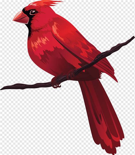 Red Cardinal Bird On Tree Branch Png Pngwing