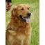 Started Dogs  Heads Up Kennels Golden Retriever Dog Breeding And