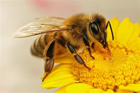 The Blog Of Karin Alton University Of Sussex Splash Bee On Flower